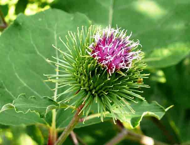 лопух репейник